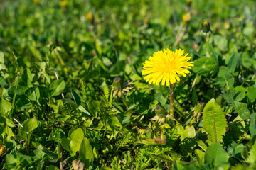 Closeup of yellow common sowthistle flowers surrounded by green leaves during daylight