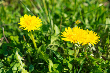 Closeup of yellow common sowthistle flowers surrounded by green leaves during daylight - obrazy, fototapety, plakaty
