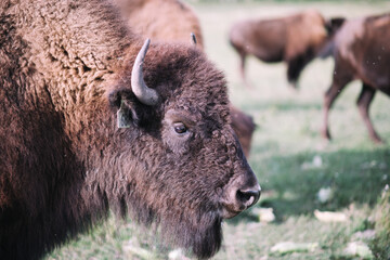 Plains bison Alberta Canada 