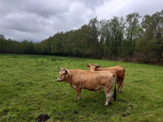 Pareja de vacas de raza rubia gallega en un prado de Vilalba, Galicia