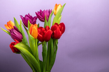 a large bouquet of colorful tulips on a purple background