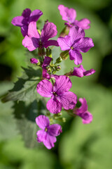 Obraz premium Lunaria annua, called honesty or annual honesty with purple flowers on green background