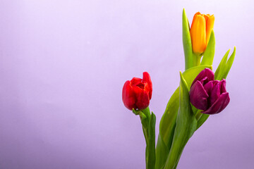 bouquet of colorful tulips on a purple background