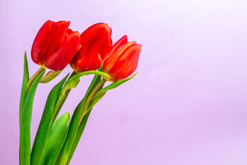 bunch of red tulips on a purple background