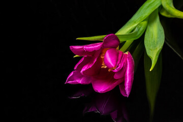 purple tulip on a black background