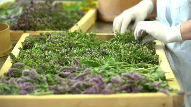 Collecting thyme for tea and Dry. Collecting thyme for tea. Dry the herbs at farm 
 