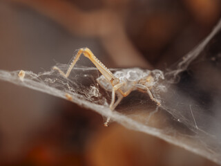 arácnido, otoño, fondo, hermoso, terror, macro, primer plano, espeluznante, araña tigre, oscuro, detalle, miedo, flor, jardín, gótico, horror, insecto, hoja, luz, macro, niebla, depredador, el aire li