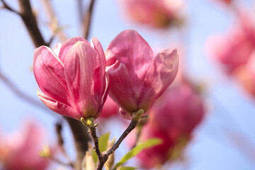 Naklejka na ściany i meble Beautiful magnolia tree with pink blossom outdoors, closeup. Spring season