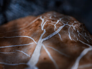 Macro photography of the texture of a mushroom under a halo of light filtering through the leaves of a tree.