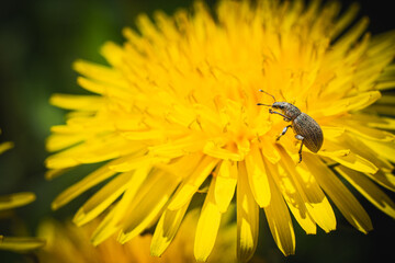 Garden insects. Macro world of garden concept