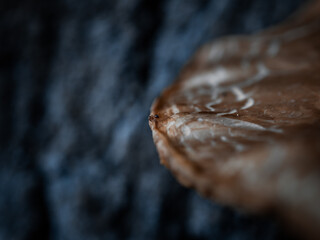 Macro photograph of an ant approaching the end of the surface of a mushroom.