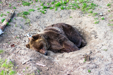 Spokojnie śpiący niedźwiedź w swej dziurze.  - obrazy, fototapety, plakaty