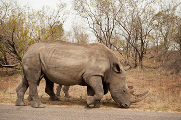 Fototapeta premium Rhinoceros graze by the side of the road in Kruger National Park, South Africa