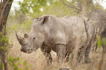 Rhinoceros graze by the side of the road in Kruger National Park, South Africa
