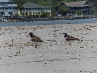 Eurasian oystercatcher