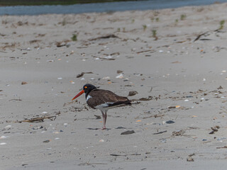 Eurasian oystercatcher