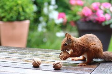 Eichhörnchen mit Walnuss