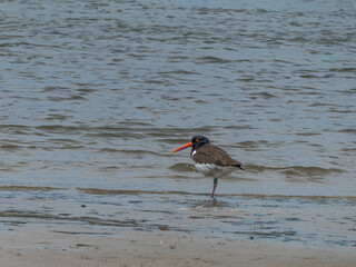 Eurasian oystercatcher