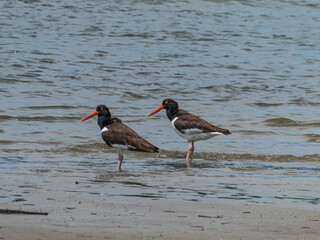 Eurasian oystercatcher