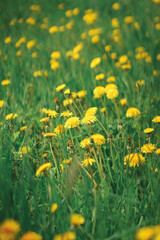 Bright yellow flowers dandelions on a green lawn. 
