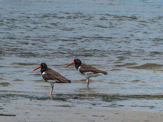 Eurasian oystercatcher