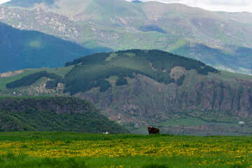 Gorgeous landscape with field and mountains