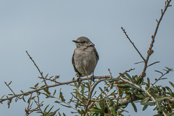 Mockingbird