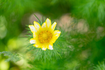 yellow dandelion flower