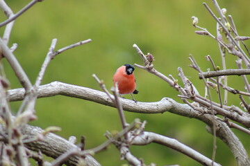 Gimpel Männchen sitzt auf einem Ast