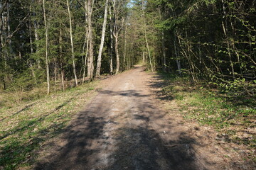 Obraz premium path in the woods