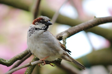 Spatz in Magnolie