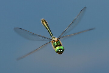 vol d'une libellule cordulie bronzée au dessus de l'eau de l'étang © franck stefanini