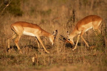 Two male Impalas jousting at sunrise.  Kruger national Park, South Africa.