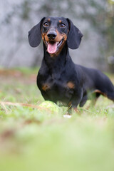 Dachshund playing in the garden
