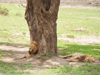 Two male lions rest under a trail.  Kruger National Park, South Africa.