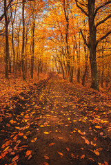 Nice autumnal scene in the forest	