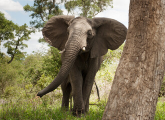 An angry male elephant charges a car.  Kruger National Park, South Africa.