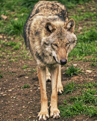 Wolf (Wildpark Edersee Hessen)
