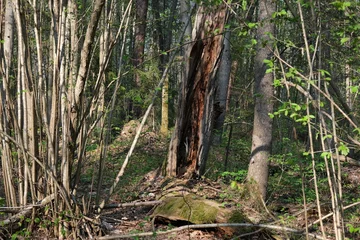 Deurstickers firewood, fallen trees in the forest © Евгения Шолохова