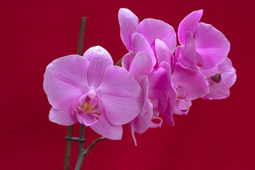 Orchidées rose sur un fond rouge