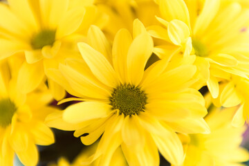 yellow flowers chrysanthemum close up