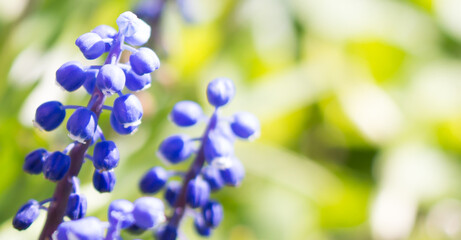 Two blue flowers on green grass in sunbeams, close-up, backgrounds