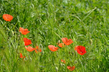 a poppy field in the city