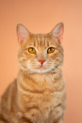 Cat On Pastel Background