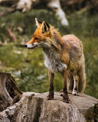 Fuchs auf Baumstupf (Wildpark Edersee Hessen)