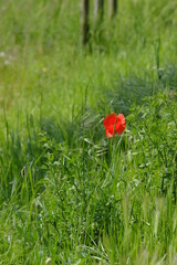a poppy field in the city