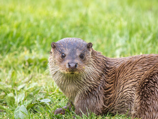 Otter Head  on Grass Bank