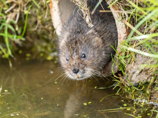 Water Vole Looking out of a Pipe over Water