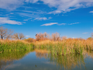 Sunny landscape of the Vern's Pond of wetlands park