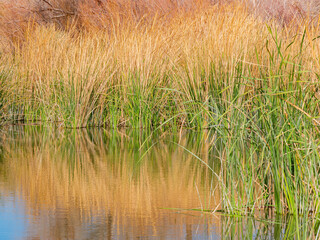 Sunny landscape of the Vern's Pond of wetlands park